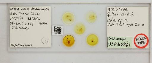 Hexacladia eda Noyes, 2010 - 010178960_Hexacladia_eda_HT F_slide labels