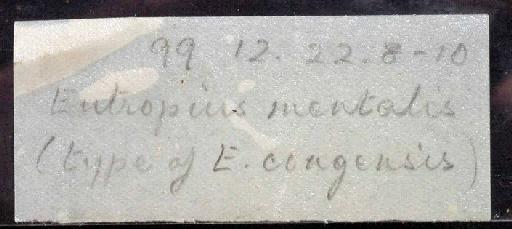 Eutropius mentalis Boulenger, 1901 - 1899.12.22.8-10; Eutropius mentalis; image of jar label; ACSI project image