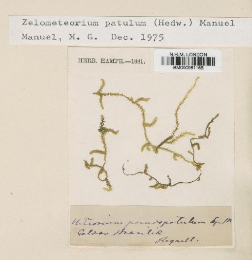 Zelometeorium patulum (Hedw.) Manuel - BM000961166