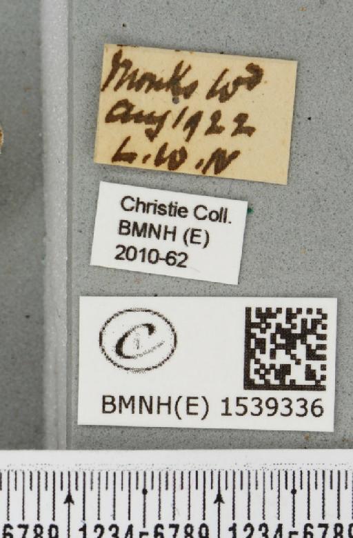 Trichiura crataegi (Linnaeus, 1758) - BMNHE_1539336_label_239934