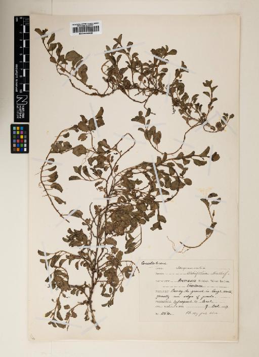 Jacquemontia ovalifolia - 000895400