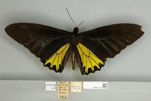 Troides helena cerberus Rothschild, 1895 - 013606595__599291