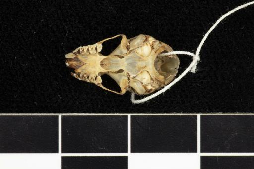 Phyllorhina brachyota Dobson, 1874 - 1909_1_4_70-Phyllorhina_brachyota-Type-Skull-occlusal