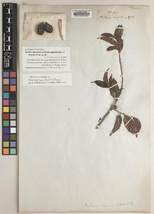 Xylopia nigricans Hook.f. & Thomson - BM000510682