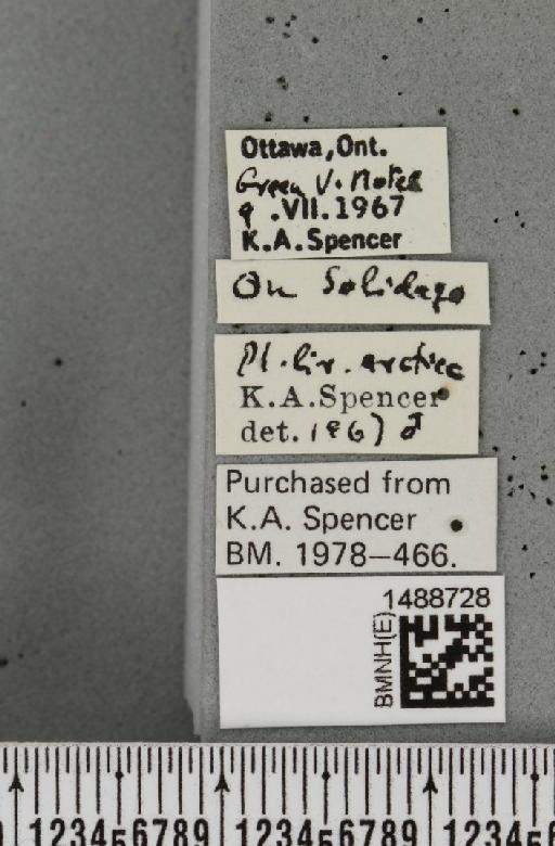 Phytoliriomyza arctica (Lundbeck, 1901) - BMNHE_1488728_label_52575