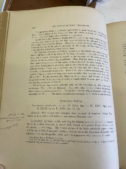 Polynoe attenuata McIntosh, 1885 - Challenger Polychaete Scans of Book 82