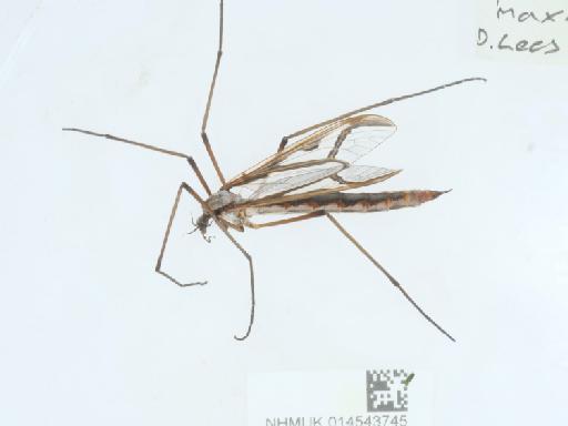 Tipula (Acutipula) maxima balcanica Vermoolen, 1983 - 014543745_5