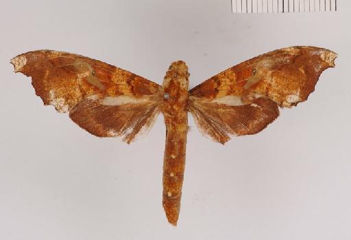 Smerinthulus mirabilis mirabilis (Rothschild, 1894) - Degmaptera mirabilis 983919 dorsal
