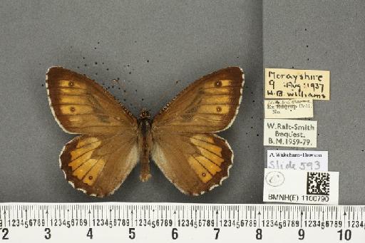 Hipparchia semele scota (Verity, 1911) - BMNHE_1100790_11948