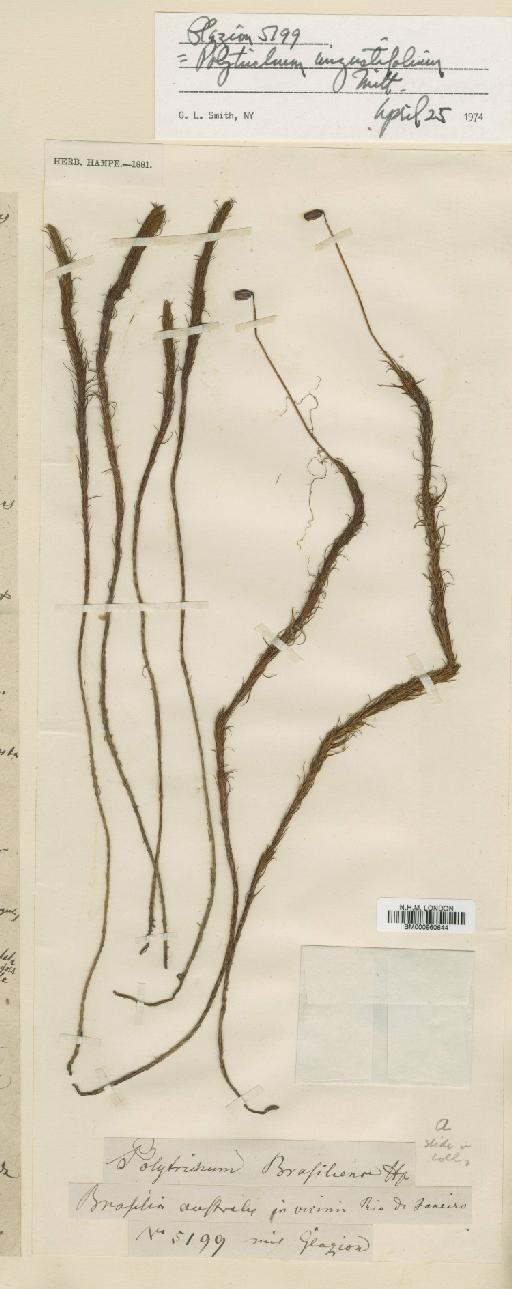 Polytrichum angustifolium Mitt. - BM000960644