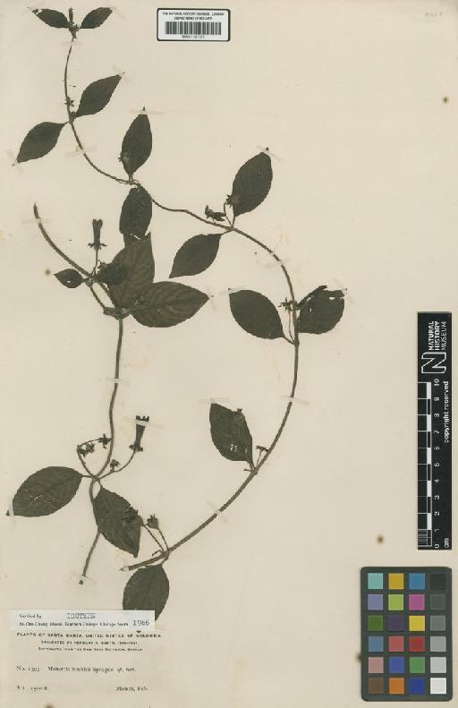 Manettia smithii Sprague - BM001191291