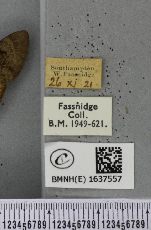 Macroglossum stellatarum (Linnaeus, 1758) - BMNHE_1637557_label_206244