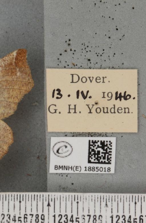 Selenia dentaria (Fabricius, 1775) - BMNHE_1885018_label_444872