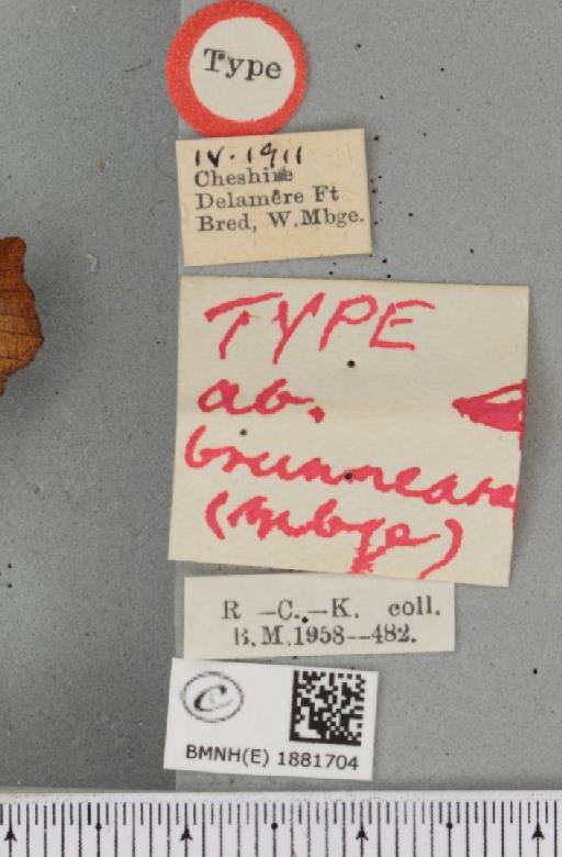 Selenia dentaria ab. brunnearia Mansbridge, 1911 - BMNHE_1881704_label_447166