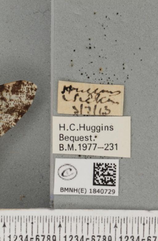 Biston betularia (Linnaeus, 1758) - BMNHE_1840729_label_413719