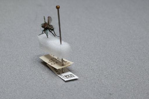 Sarcophaga (Myorhina) nigriventris Meigen, 1826 - 015091913_additional_2