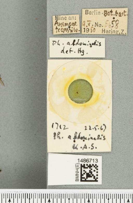 Phytomyza abdominalis Zetterstedt, 1848 - BMNHE_1486713_label_52964