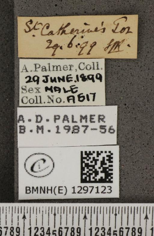 Maculinea arion eutyphron (Fruhstorfer, 1915) - BMNHE_1297123_label_134467