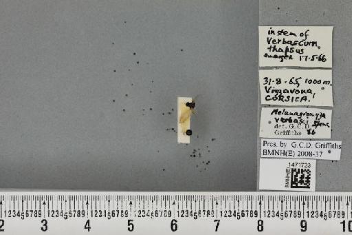 Melanagromyza verbasci Spencer, 1957 - BMNHE_1471723_46719
