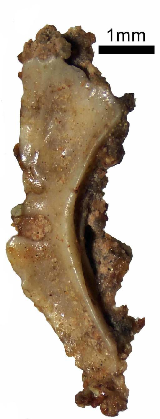 Clevosaurus Swinton, 1939 - NHMUK PV R 38324