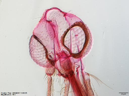 Lutzomyia (Psychodopygus) bispinosa Fairchild & Hertig, 1951 - Lutzomyia_bispinosa-BMNH(E)1251325_PT-female_head-10x.tif