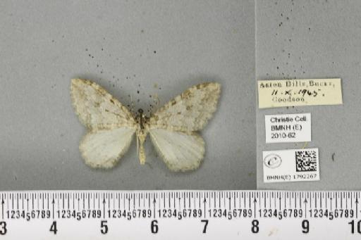 Epirrita dilutata (Denis & Schiffermüller, 1775) - BMNHE_1792267_360086