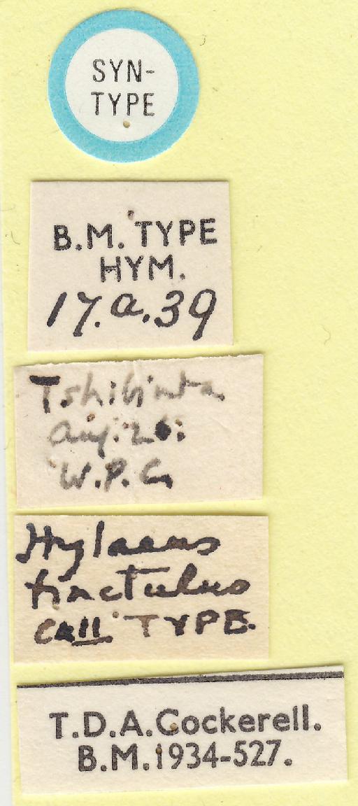 Hylaeus tinctulus Cockerell, 1932 - Hylaeus tinctulus Cockerell 969528 type male labels