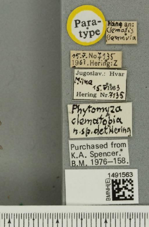 Phytomyza anemones Hering, 1925 - BMNHE_1491563_label_53207