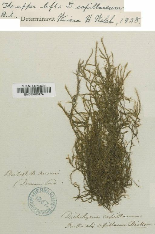 Dichelyma pallescens Bruch, Schimp. & W.Gümbel - BM000986474