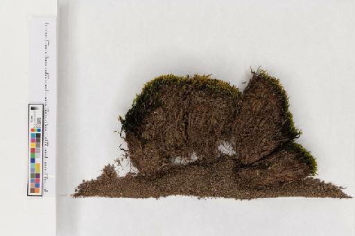 Fissidens osmundoides Hedw. - 013779737_a