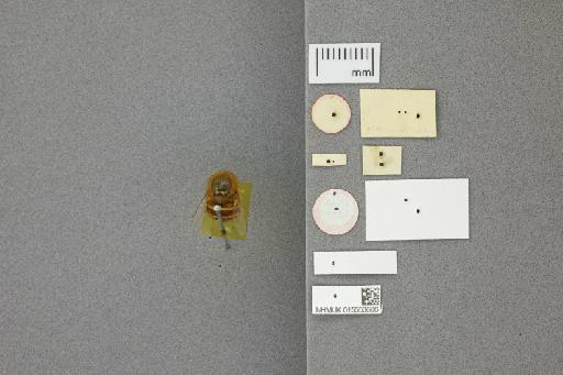 Psilodera aurata (Brunetti) - 015553686_Psilodera_aurata_HT_labels_verso