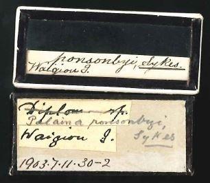 Palaina ponsonbyi Sykes, 1903 - 1903.7.11.30-32, SYNTYPES, Palaina ponsonbyi Sykes, 1903 -Original Label.