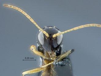 Apocharips trapezoidea (Hartig, T., 1841) - 970526_Apocharips_trapezoides_BMNH_head_antennae_anterior_330