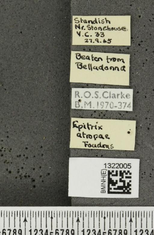 Epitrix atropae Foudras, 1861 - BMNHE_1322005_label_11789