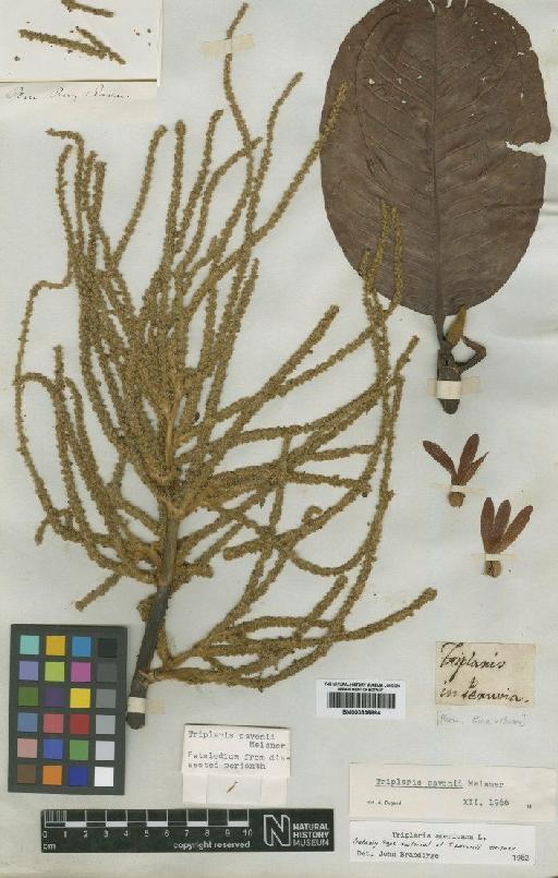 Triplaris americana L. - BM000838884