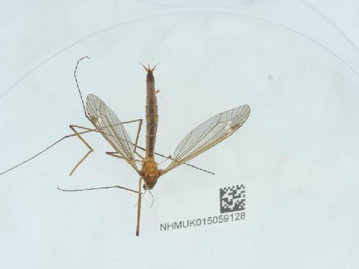 Tipula (Lunatipula) cava Riedel, 1913 - 015059128_2