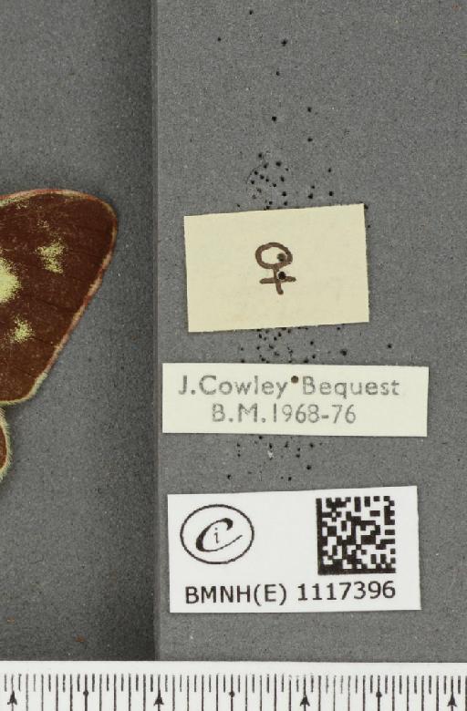 Colias croceus f. helice Hübner, 1779 - BMNHE_1117396_a_label_75705