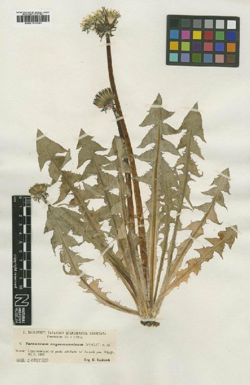 Taraxacum huelphersianum Dahlst - BM001043494