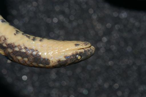 Atractus ventrimaculatus Boulenger, 1905 - Image of specimen 1946.1.5.15