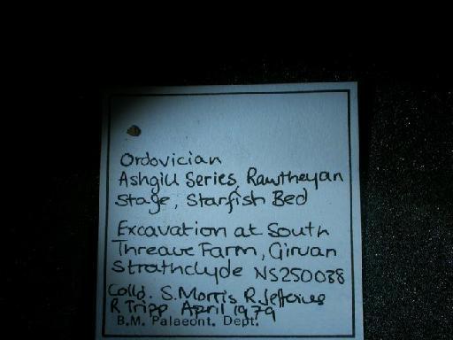 Archaeoconularia slateri - CL 210. Archaeoconularia slateri (old label)