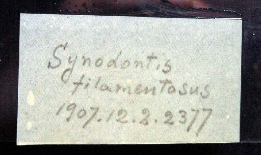 Synodontis filamentosus Boulenger, 1901 - 1907.12.2.2377; Synodontis filamentosus; image of jar label; ACSI project image