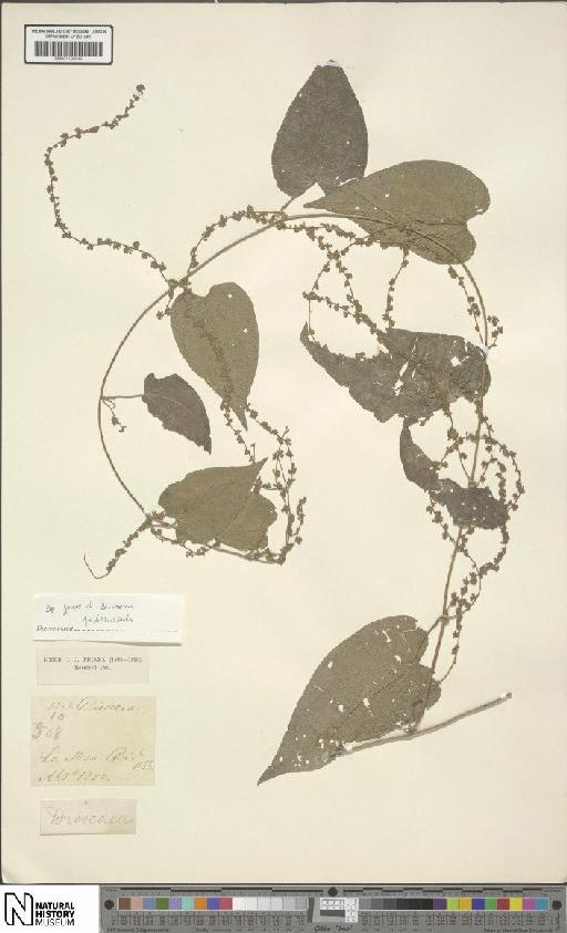 Dioscorea L. - BM001190549