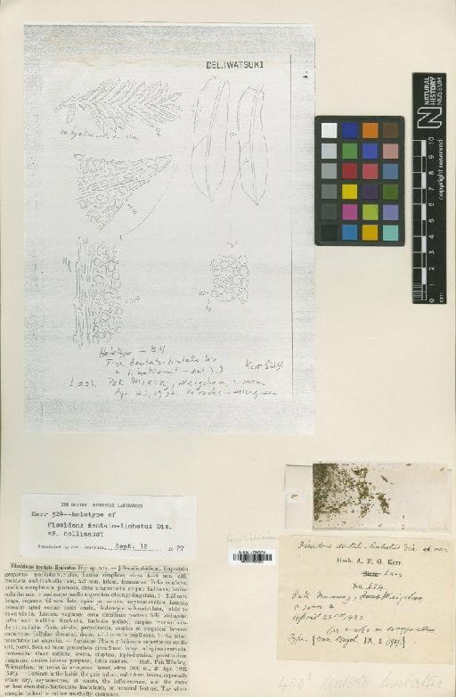 Fissidens dentatolimbatus Dixon - BM001094242