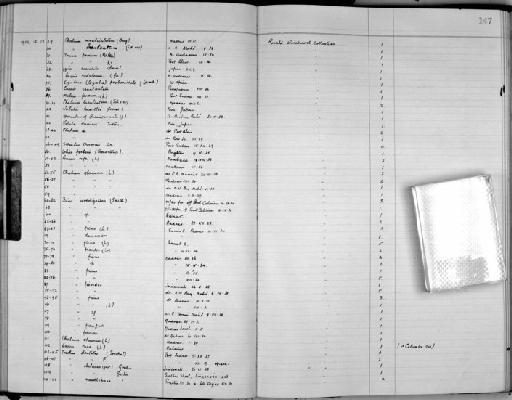 Ficus sp. - Zoology Accessions Register: Mollusca: 1938 - 1955: page 147