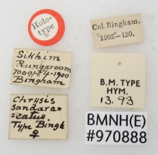 Chrysis sandaracata Bingham, C.T., 1903 - Chrysis_sandaracata-BMNH(E)#970888_type-labels