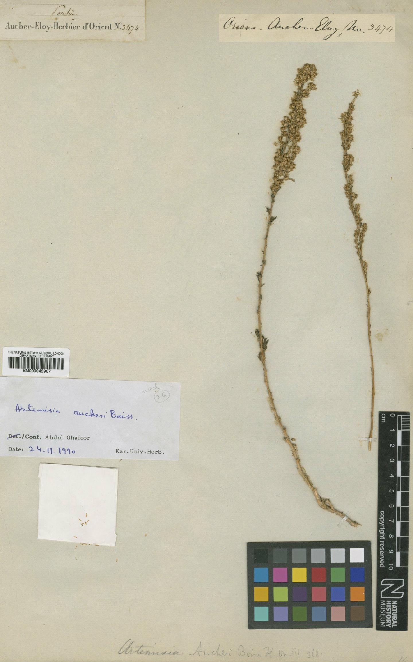 To NHMUK collection (Artemisia aucheri Boiss.; Syntype; NHMUK:ecatalogue:473397)