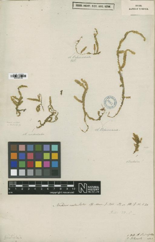 Neckeropsis undulata (Hedw.) Reichardt - BM000961282_a