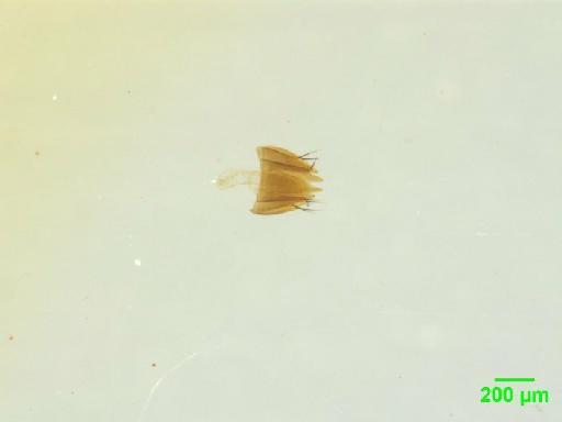 Tachyporinae MacLeay, W. S., 1825 - 010189151___2