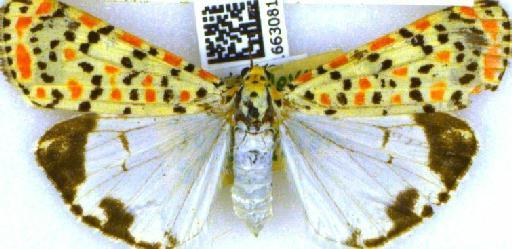 Utetheisa pulchella (Linnaeus, 1758) - BMNH(E)_1663081