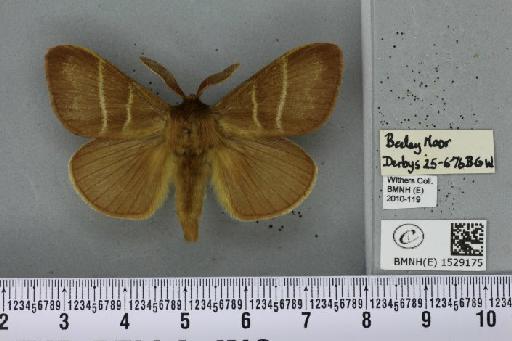 Macrothylacia rubi (Linnaeus, 1758) - BMNHE_1529175_196670